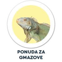 Gmazovi