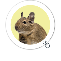 Ponuda za male životinje