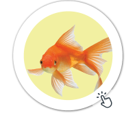 Ponuda za akvaristiku