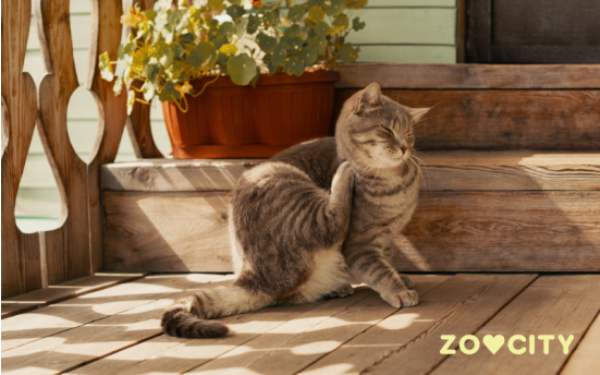 Kako odabrati sredstvo protiv buha za mačke?