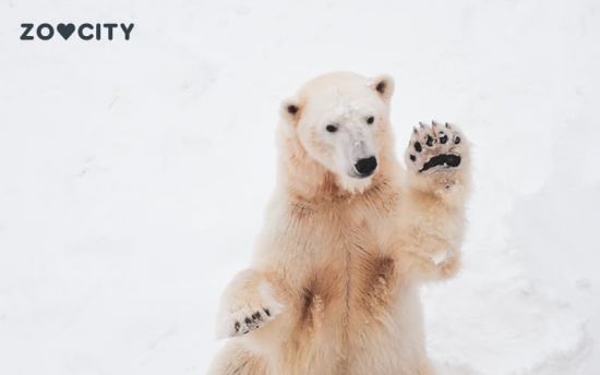 Međunarodni dan polarnog medvjeda