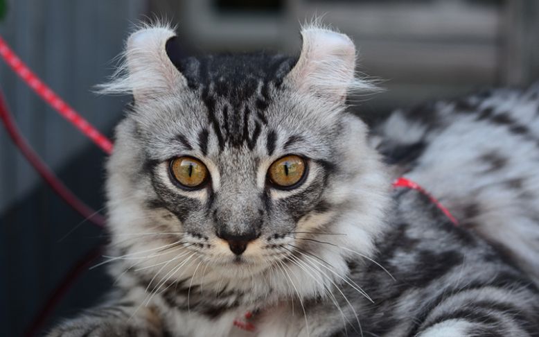 American Curl