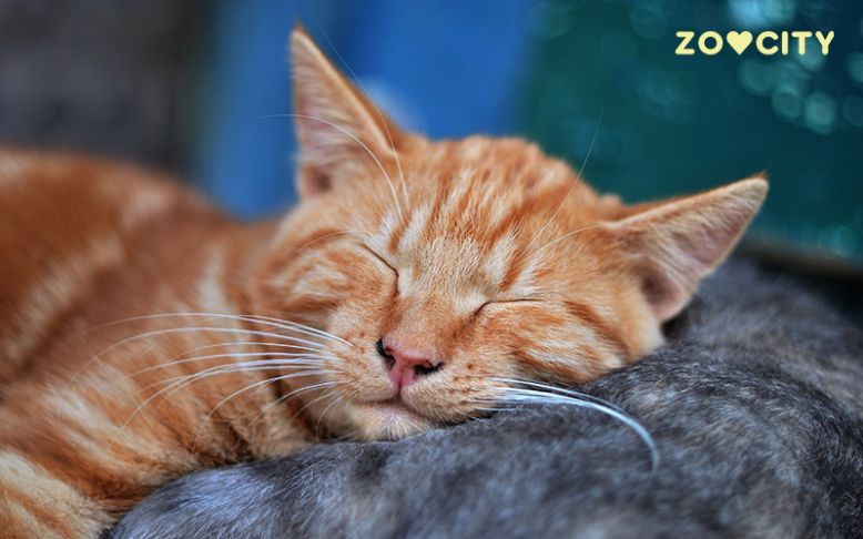 Kako prilagoditi mačkin ritam spavanja našem