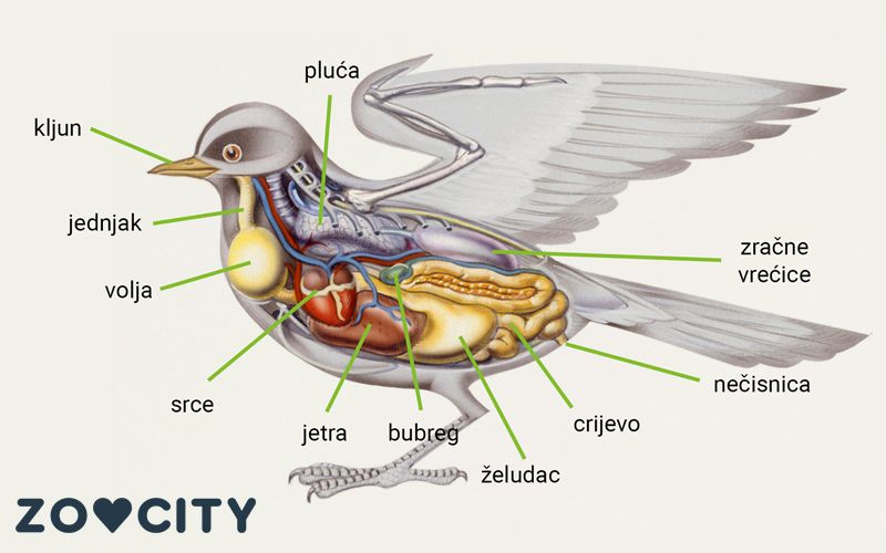 Probavni sustav ptica