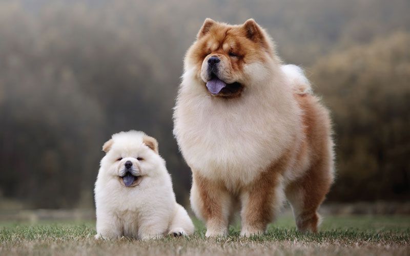 Chow chow 