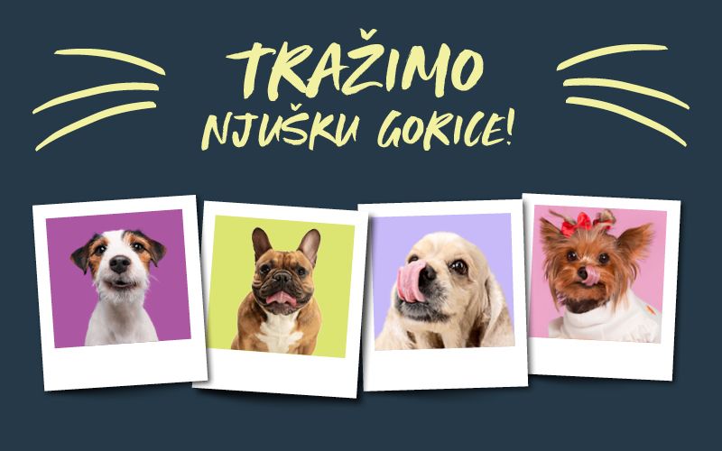 Psi u polaroid okvirima za natječaj Njuška Gorice
