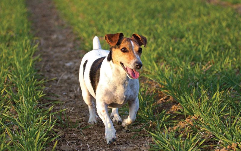 Jack Russell terijer