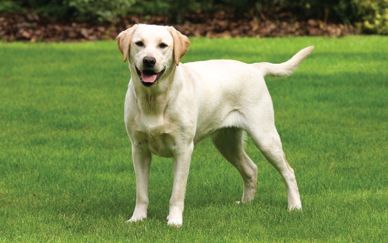 Labrador retriver 