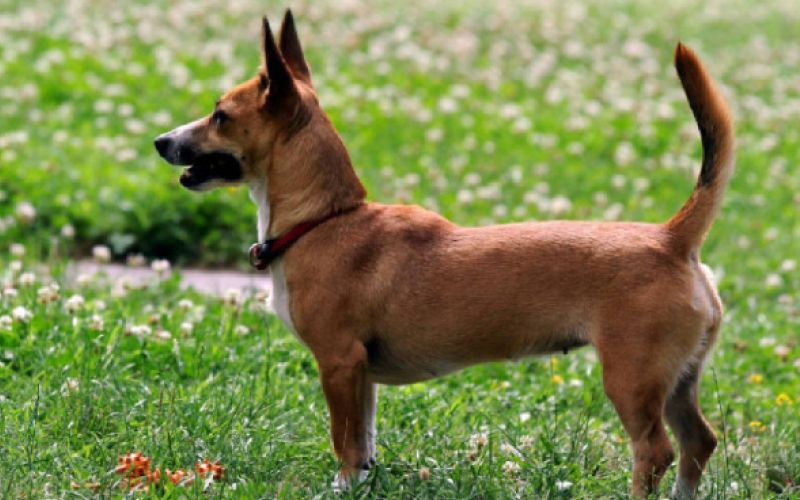 Mali međimurski pas - međi - obilježja i karakteristike pasmine