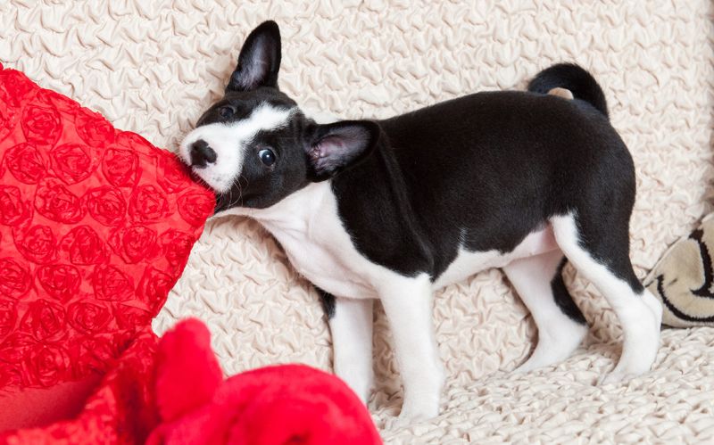Štene grize - kako naučiti štene da ne grize?