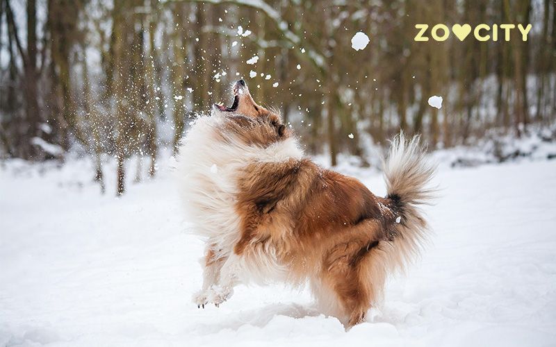 Dugodlaki pas se igra u snijegu