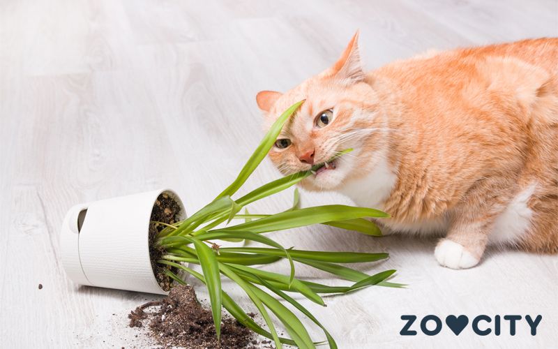 Što kada mačke jedu kućno bilje?