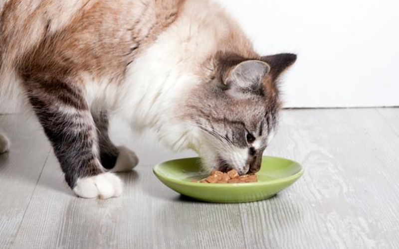 Taurin u prehrani mačaka