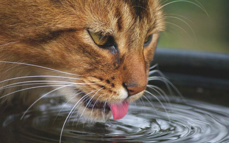 Koliko mačka pije vode?