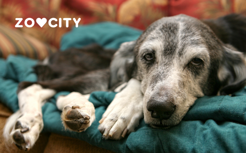 Kako liječiti prehladu kod psa?