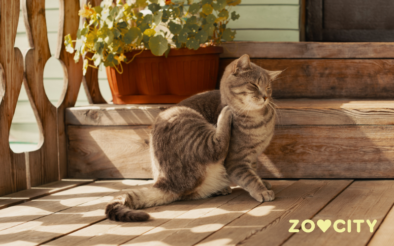 Kako odabrati sredstvo protiv buha za mačke?