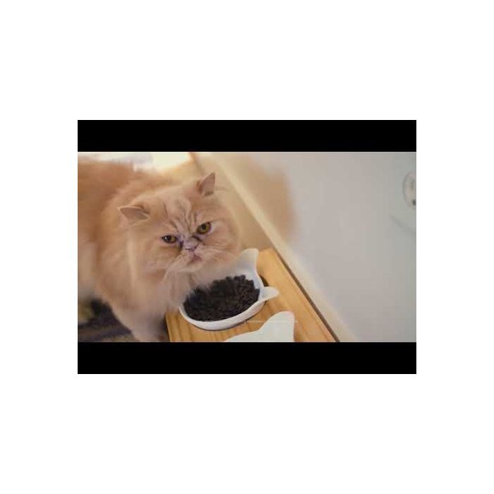 Acana Indoor Entrée Suha hrana za odrasle mačke Piletina i