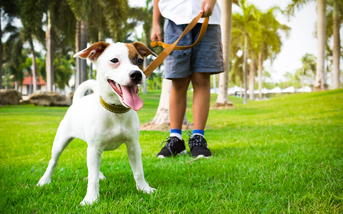 Kako šetati psa? Redovnim šetnjama psa do rekreacije i zdravlja ZOO CITY