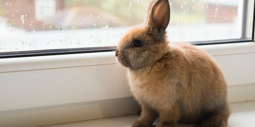 Kunić gleda kroz prozor
