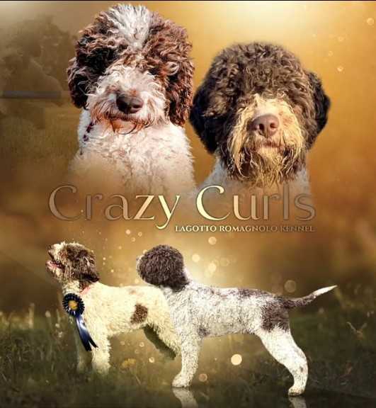 Crazy Curls