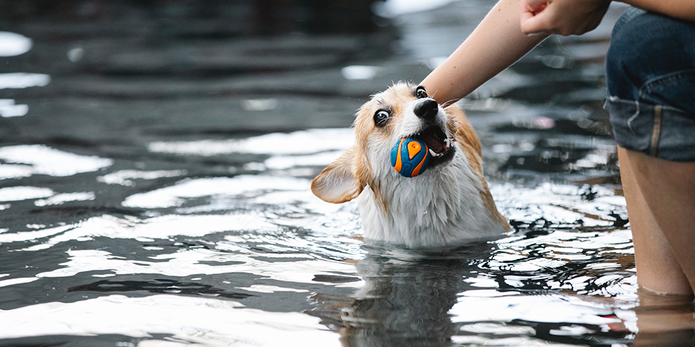 Pas se igra u bazenu