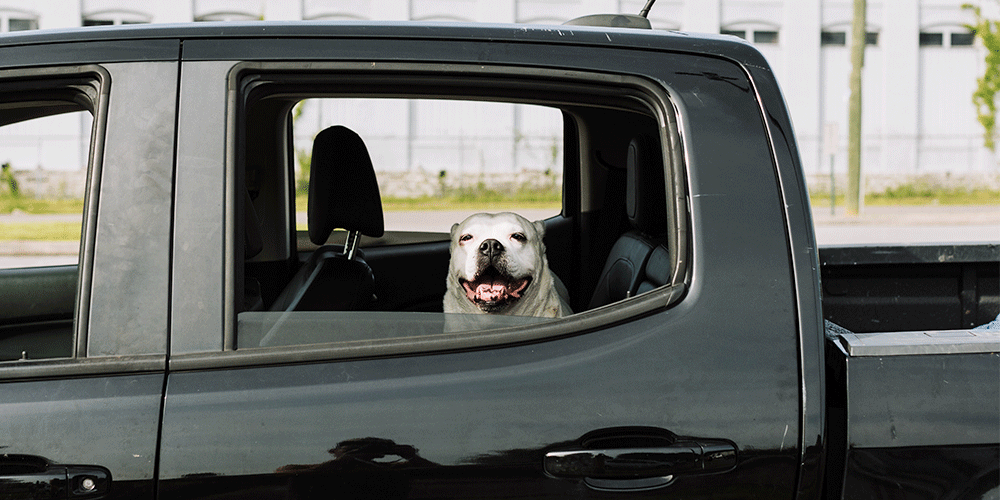 Pas u automobilu - putovanje