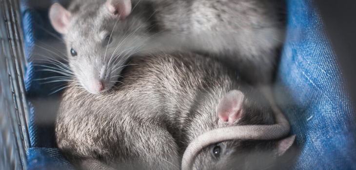 Dva štakora spavaju