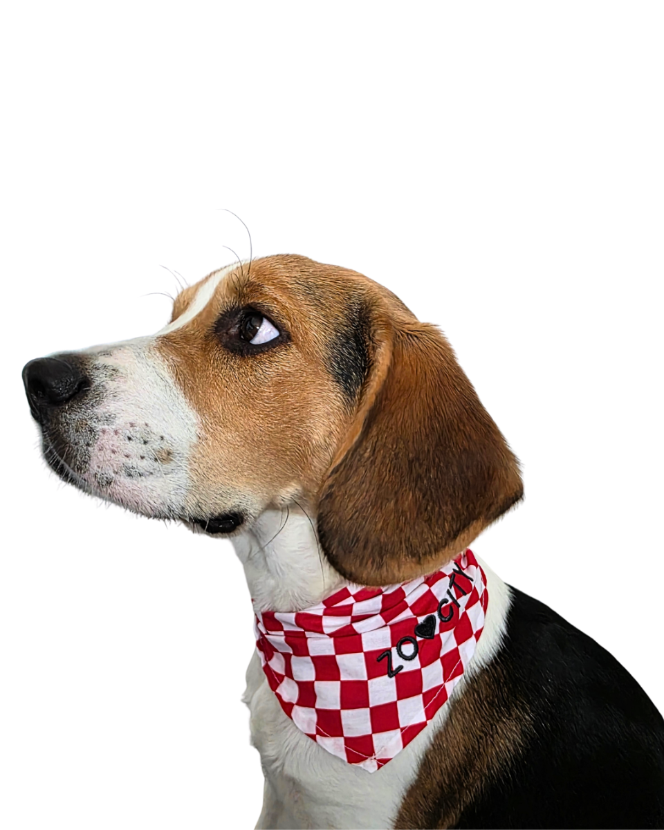 Beagle s maramom