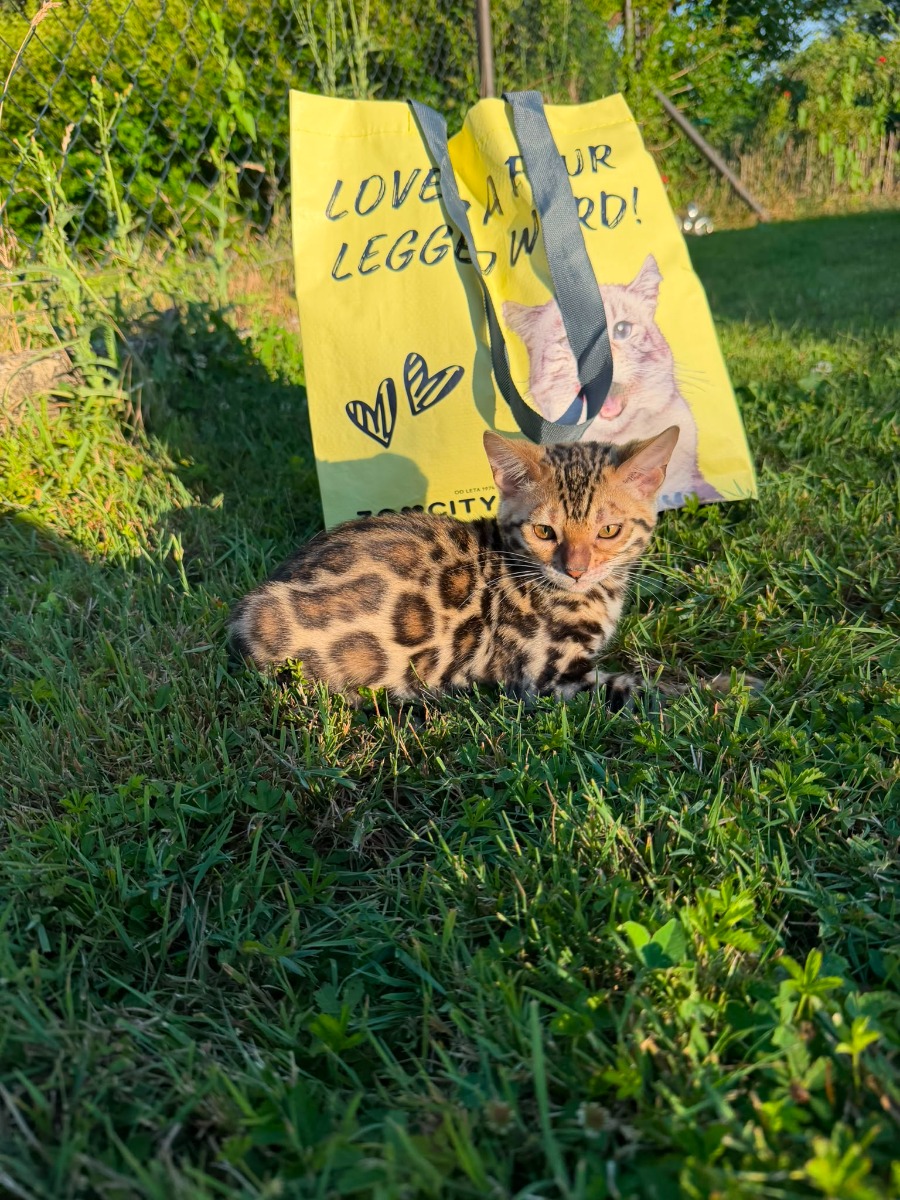 Leopard's Tale