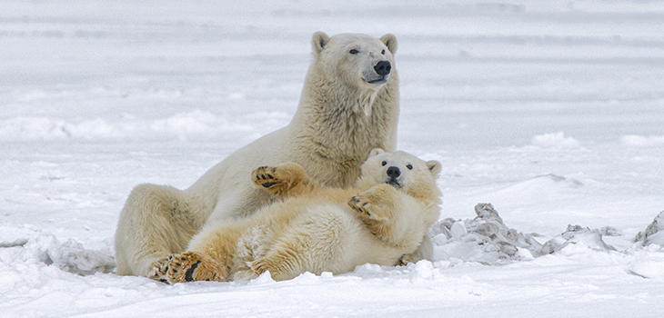 Polarni medvjed; mladunče