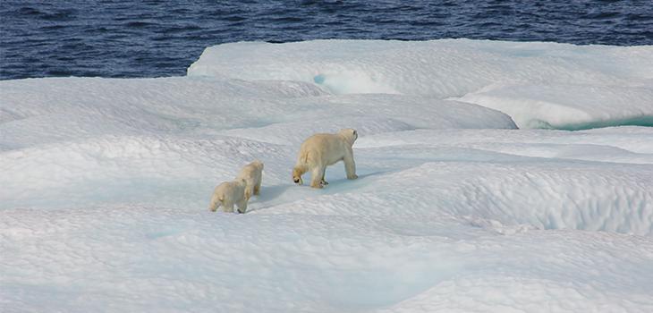 Polarni medvjed i mladunče