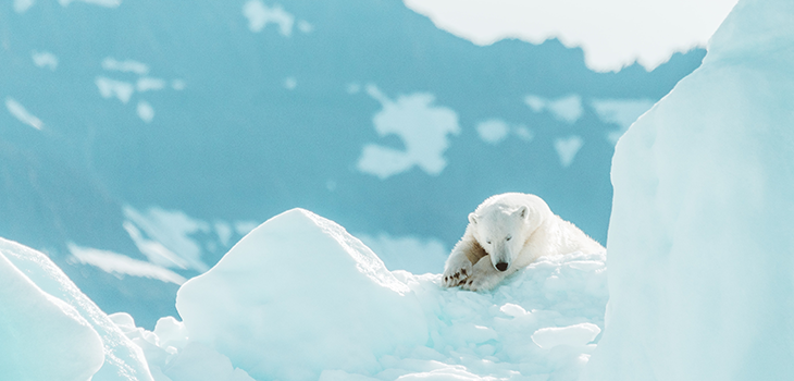 Polarni medvjed na ledu